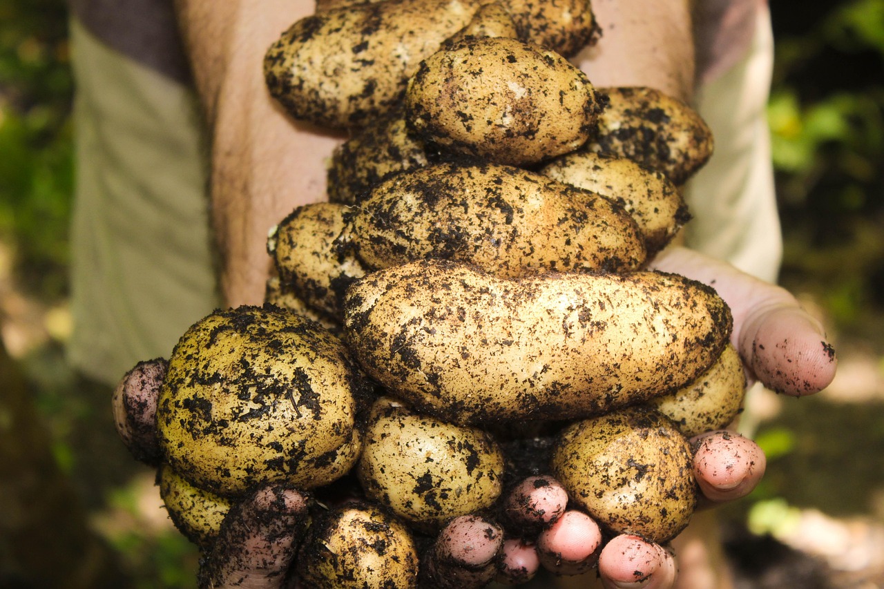 Feeding a Family From a Small Garden: What Actually Works