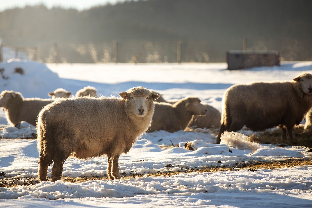 Fencing That Actually Keeps Animals In and Predators Out