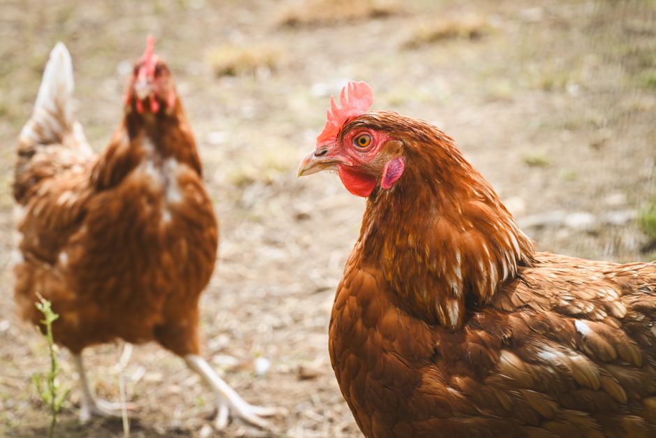 Keeping Chickens Without a Coop: Our Open-Air Flock Experiment